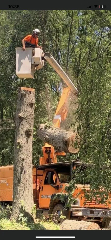 Trusted landscape installation experts serving Canton, OH - The Cure Tree Service