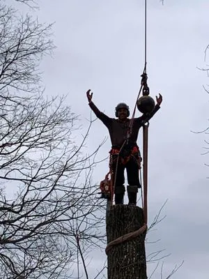 The Cure Tree Service Logo