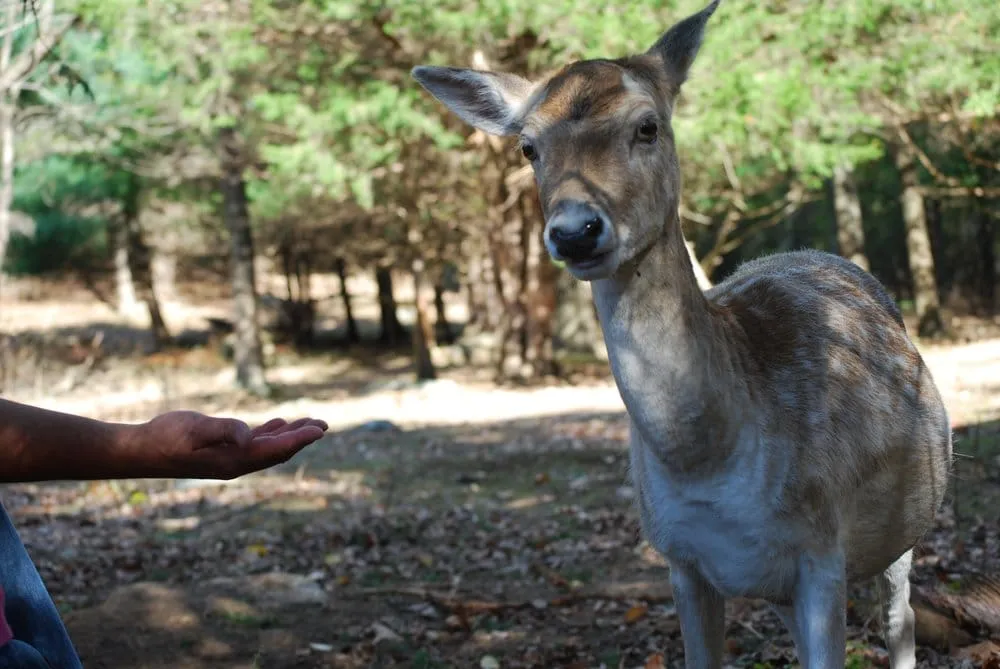 Reliable garden landscaping in Youngstown, OH by The Cutter Family