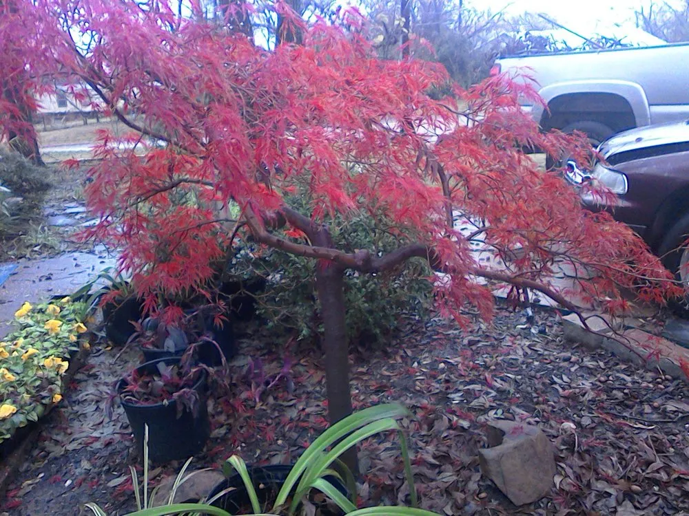 Expert landscape installation in Bells, TX by The Cutting Edge