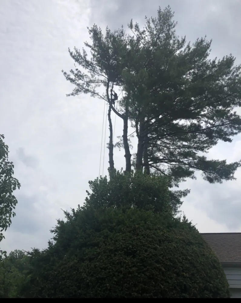 Local lawn mowing service for year-round maintenance across Aldie, VA - The Cutting Edge Lawn and Tree Service