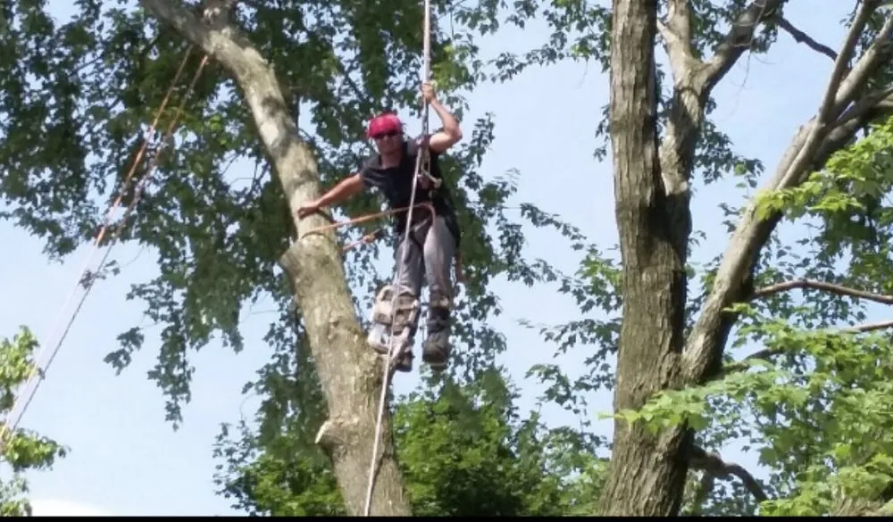 Trusted landscape design experts serving Aldie, VA - The Cutting Edge Lawn and Tree Service