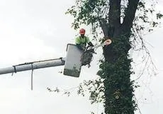 Affordable yard cleanup service for year-round maintenance in Delaware City, DE by The Cutting Edge Of Delaware