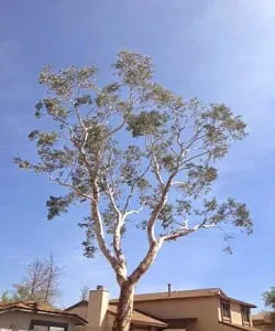 Affordable lawn mowing service in Tucson, AZ - The Cutting Edge Tree Service & Landscaping