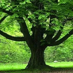 Professional outdoor landscaping for homes across Tucson, AZ - The Cutting Edge Tree Service & Landscaping