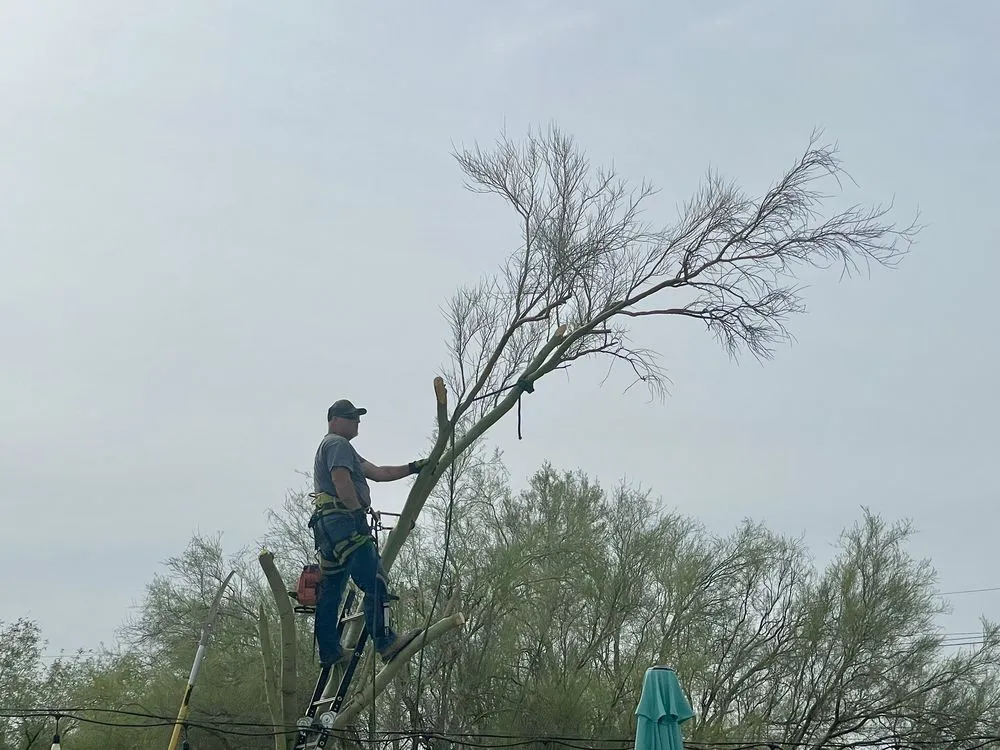 Trusted lawn mowing service experts serving Tucson, AZ - The Cutting Edge Tree Service & Landscaping