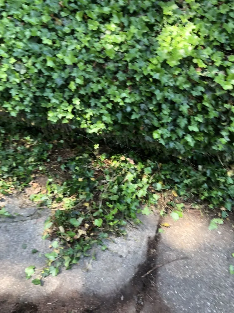 Custom yard maintenance in Jeffersonville, IN by The Cutting Hedge