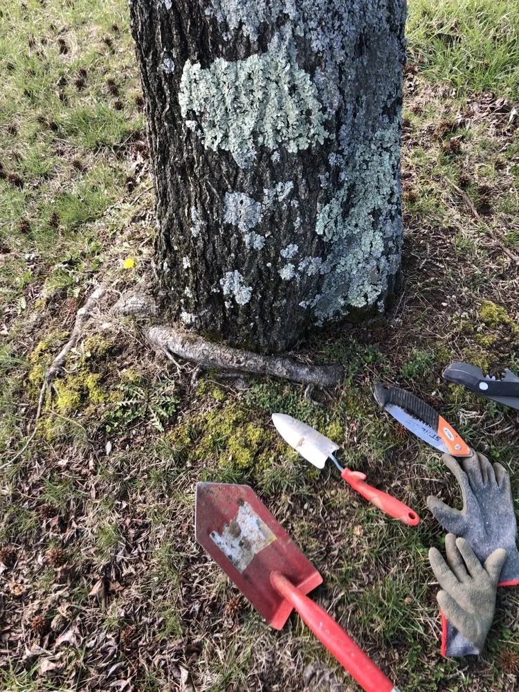 Top-rated landscape installation in Jeffersonville, IN - The Cutting Hedge