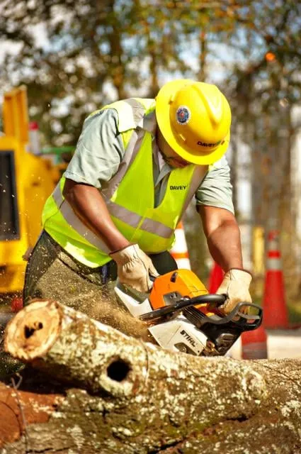 Custom landscape installation near you across Colma, CA - The Davey Tree Expert Company