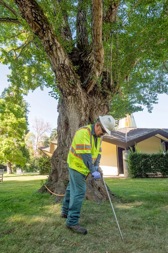 Expert lawn mowing service in Colma, CA - The Davey Tree Expert Company