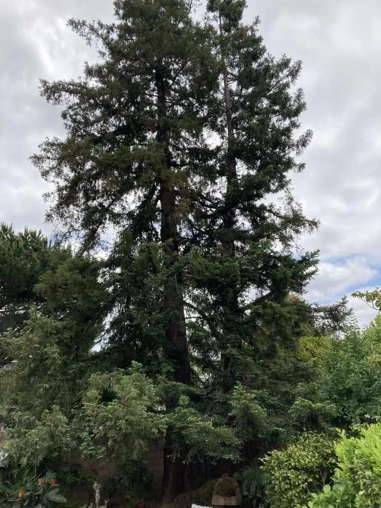 Top-rated yard maintenance experts serving Colma, CA - The Davey Tree Expert Company