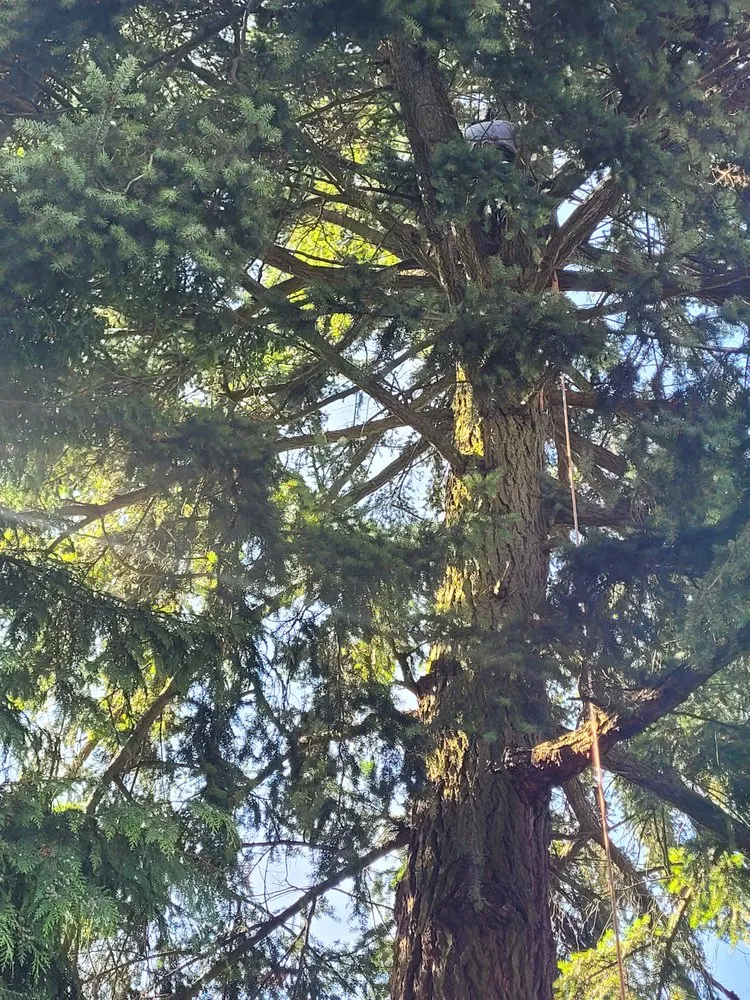 Top-rated landscape design for residential properties across Colma, CA - The Davey Tree Expert Company