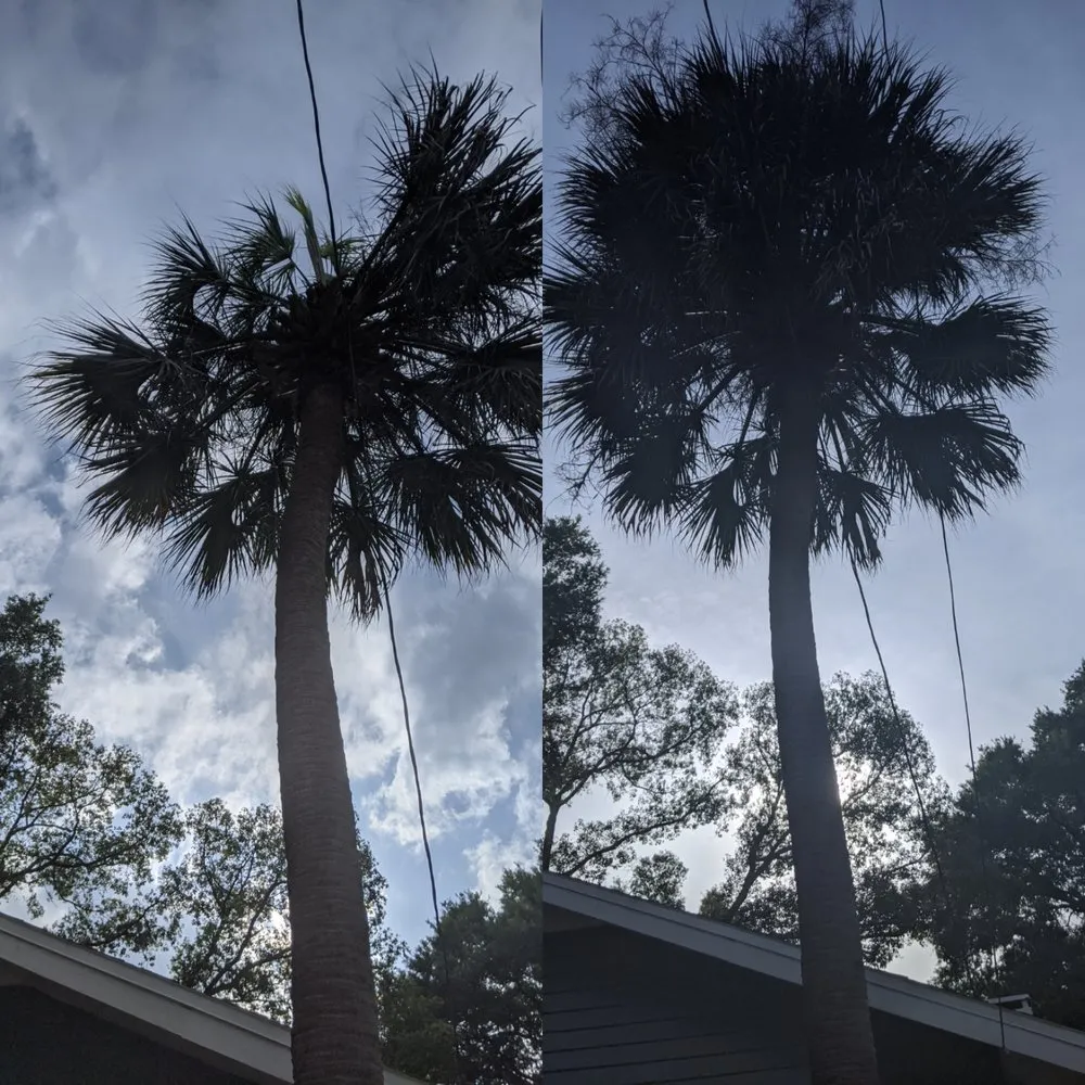 Trusted outdoor landscaping in Colma, CA by The Davey Tree Expert Company