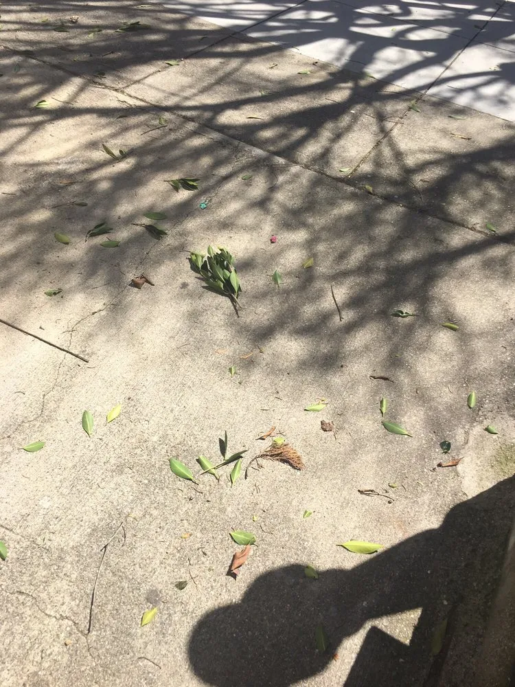 Expert outdoor landscaping for outdoor upgrades across Colma, CA - The Davey Tree Expert Company