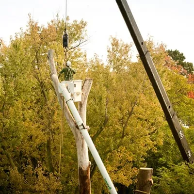 Expert residential landscaping experts serving Colma, CA - The Davey Tree Expert Company