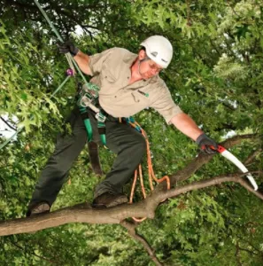 Affordable outdoor landscaping for outdoor upgrades in Monroe, MI by The Davey Tree Expert Company