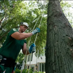 Custom yard cleanup service in Monroe, MI - The Davey Tree Expert Company