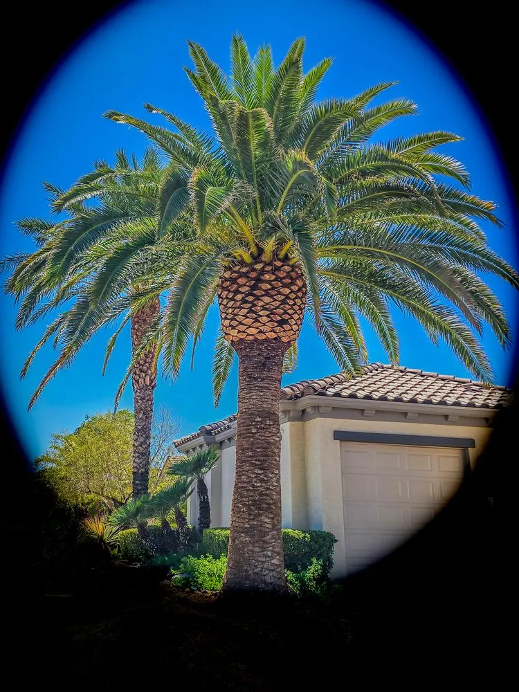 Professional landscape installation for homes in N Las Vegas, NV by The Davey Tree Expert Company