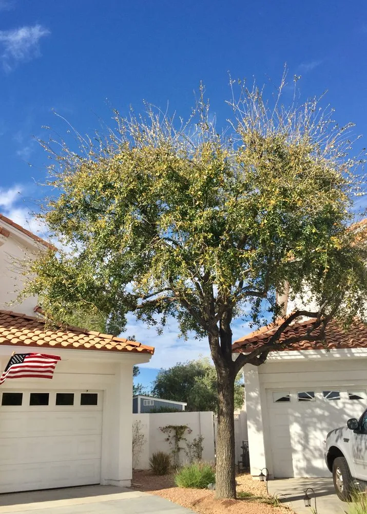 Local yard maintenance in N Las Vegas, NV - The Davey Tree Expert Company