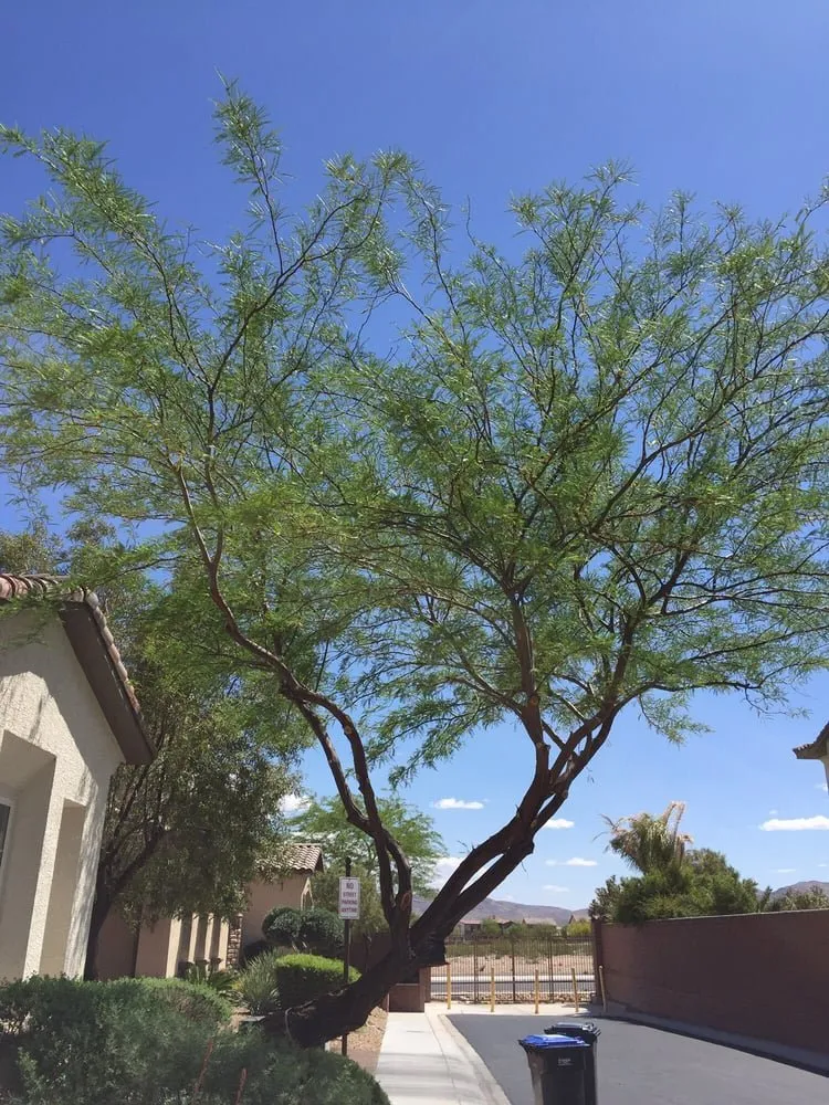 Reliable landscape installation in N Las Vegas, NV by The Davey Tree Expert Company