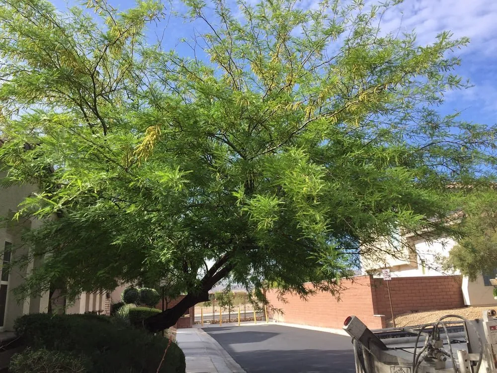 Top-rated yard cleanup service near you in N Las Vegas, NV by The Davey Tree Expert Company