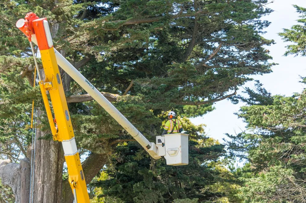 Reliable yard maintenance in N Las Vegas, NV by The Davey Tree Expert Company