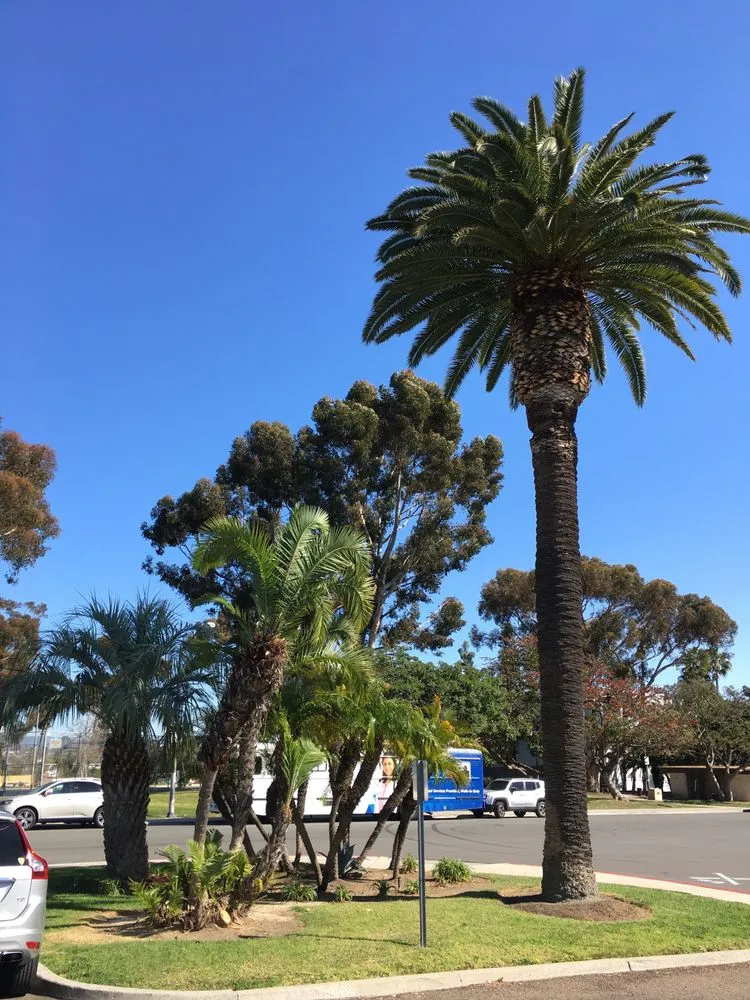 Local yard maintenance for year-round maintenance in N Las Vegas, NV by The Davey Tree Expert Company