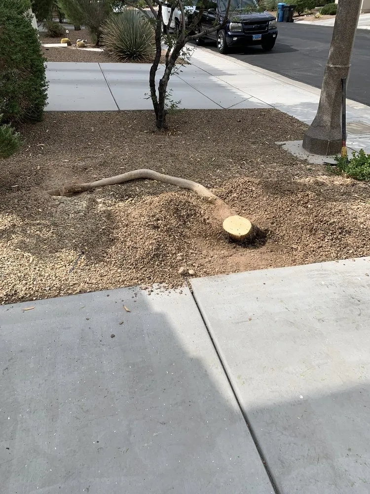 Professional landscape installation in N Las Vegas, NV by The Davey Tree Expert Company