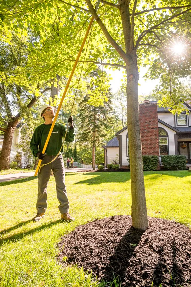 Top-rated yard maintenance experts serving N Las Vegas, NV - The Davey Tree Expert Company