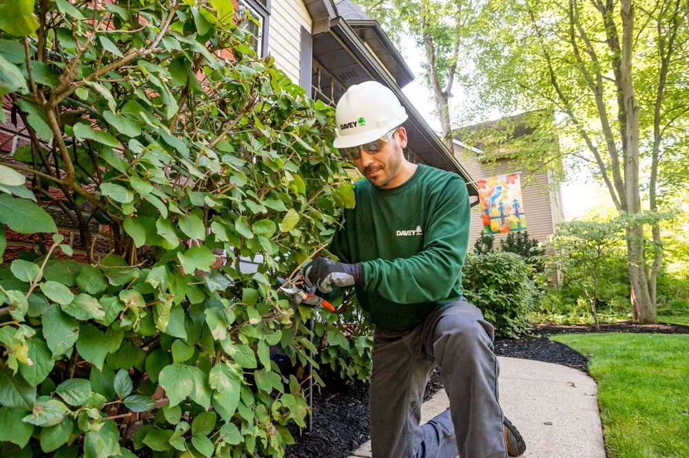 Trusted outdoor landscaping in N Las Vegas, NV by The Davey Tree Expert Company