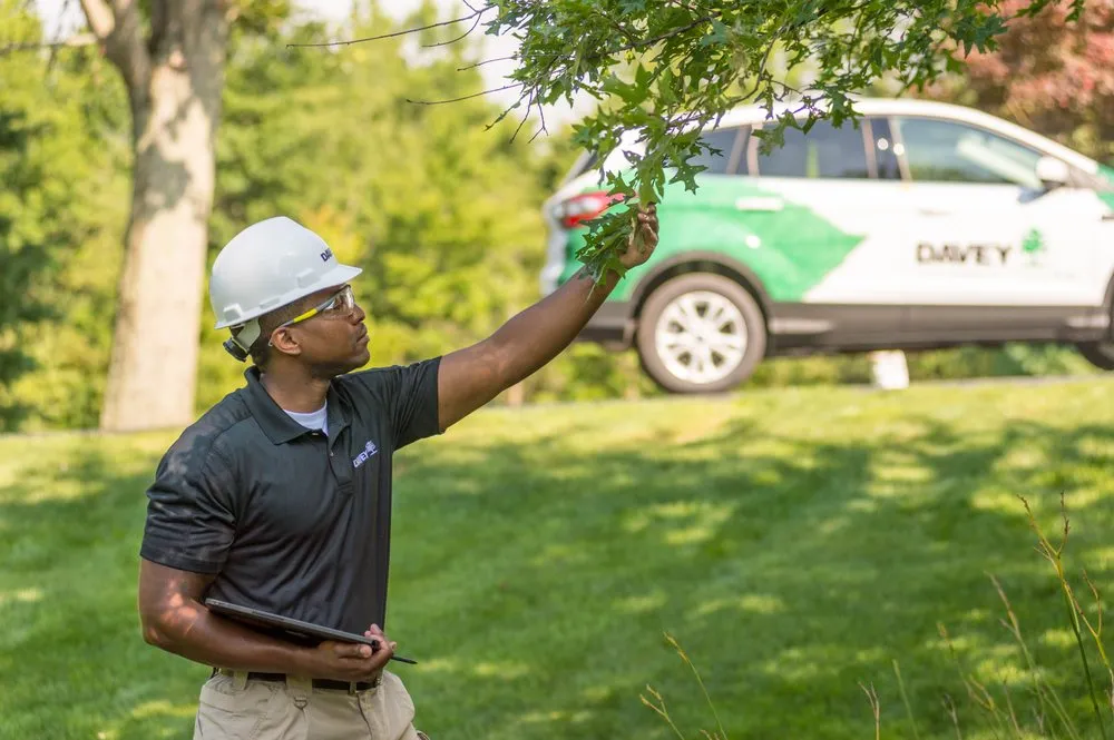 Affordable outdoor landscaping for year-round maintenance in N Las Vegas, NV by The Davey Tree Expert Company