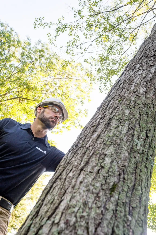 Trusted yard maintenance in N Las Vegas, NV - The Davey Tree Expert Company