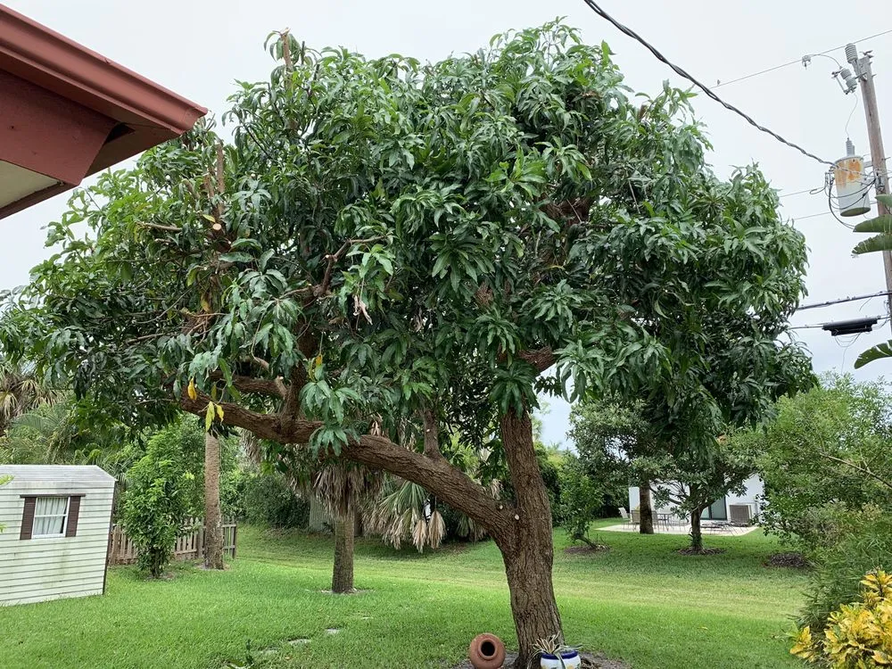 Affordable residential landscaping in Naples, FL - The Davey Tree Expert Company