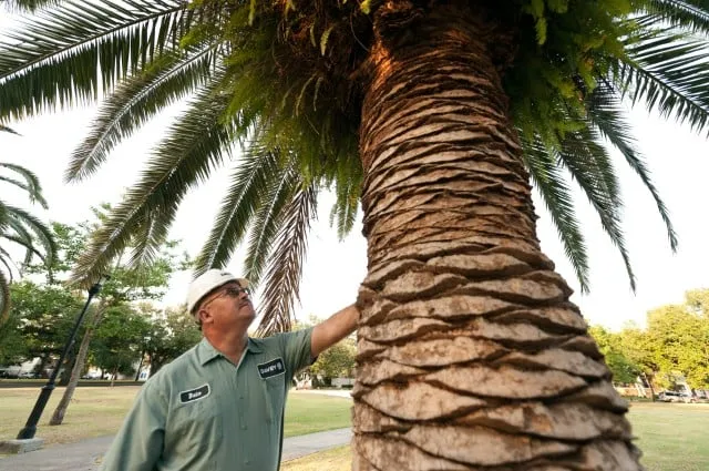 Local landscape design experts serving Naples, FL - The Davey Tree Expert Company