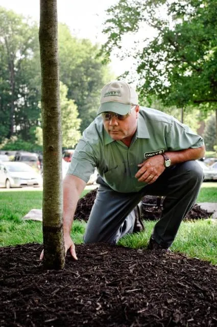 Affordable yard cleanup service for outdoor upgrades across Naples, FL - The Davey Tree Expert Company