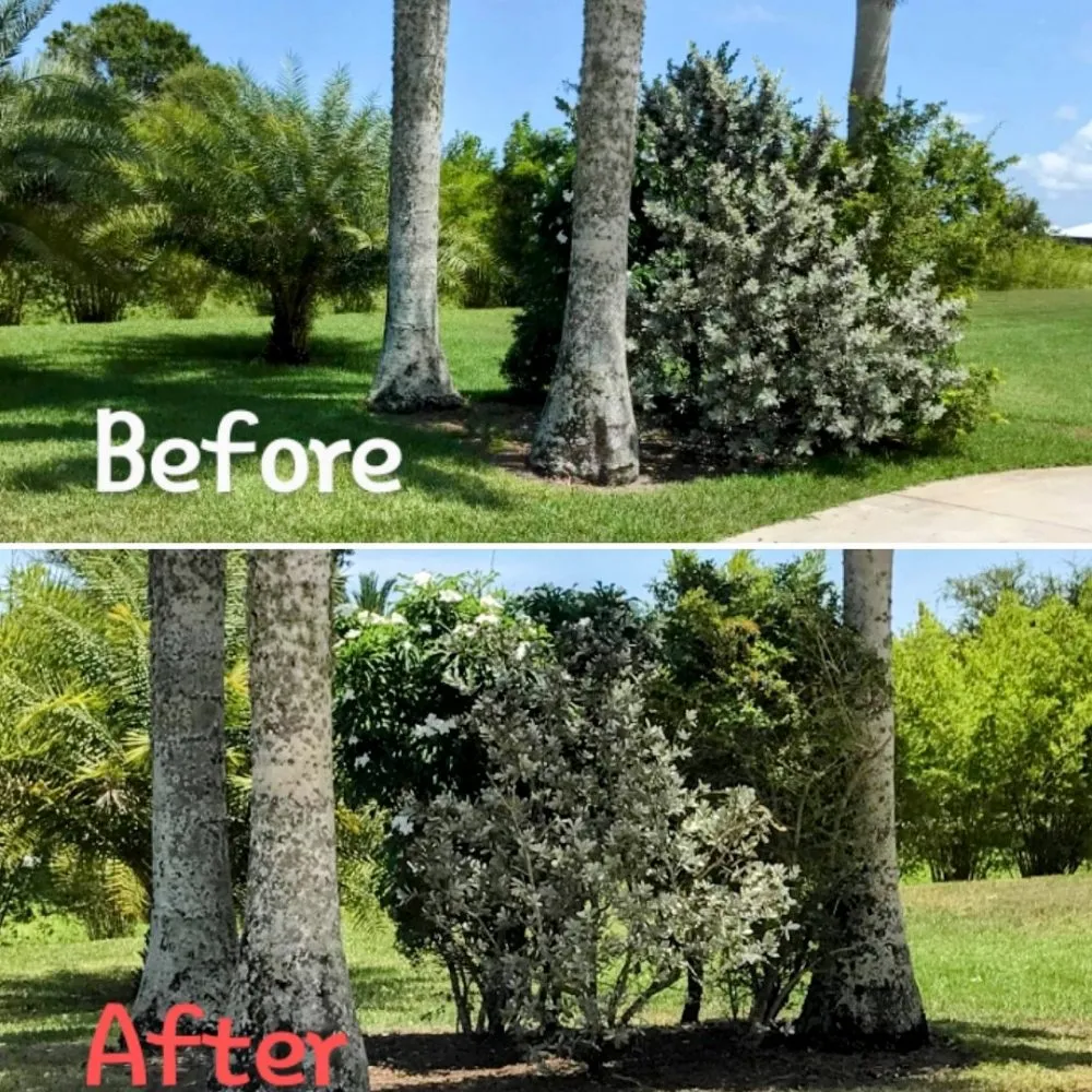 Affordable lawn care service experts serving Vero Beach, FL - The Diligent Gardener