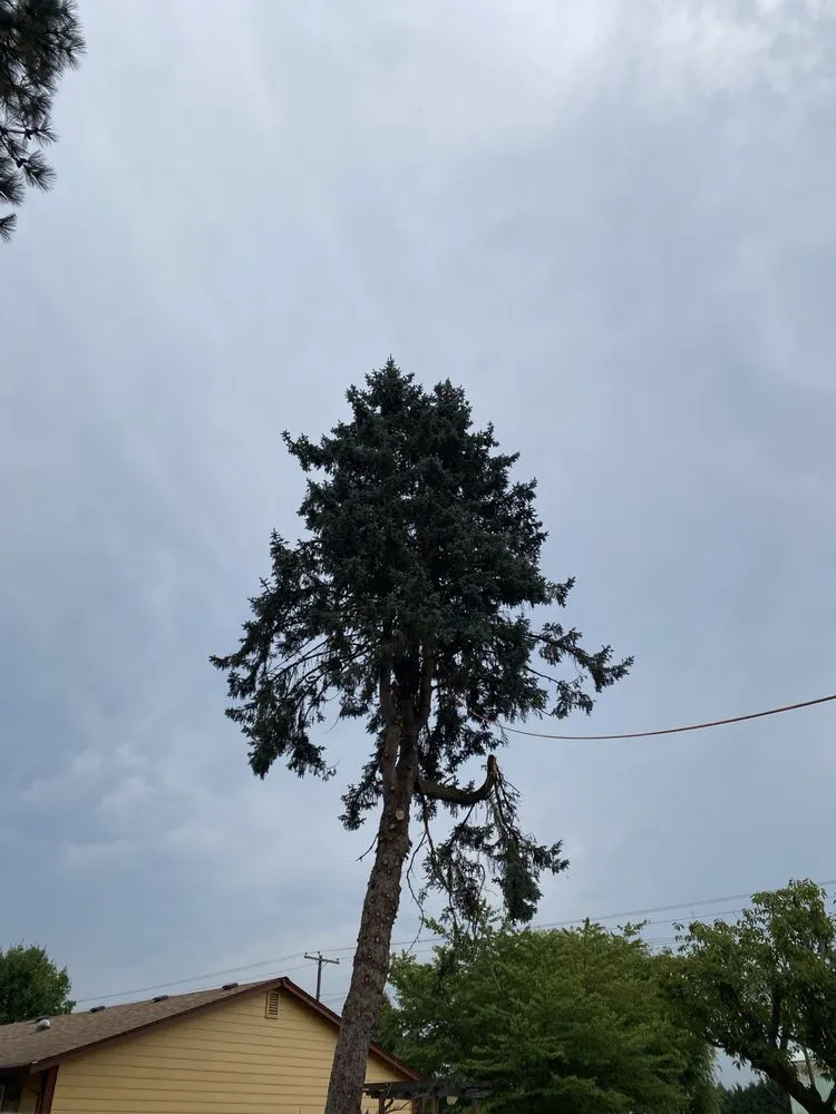 Expert landscaping services for year-round maintenance across Centralia, WA - The Dreamer Landscaping