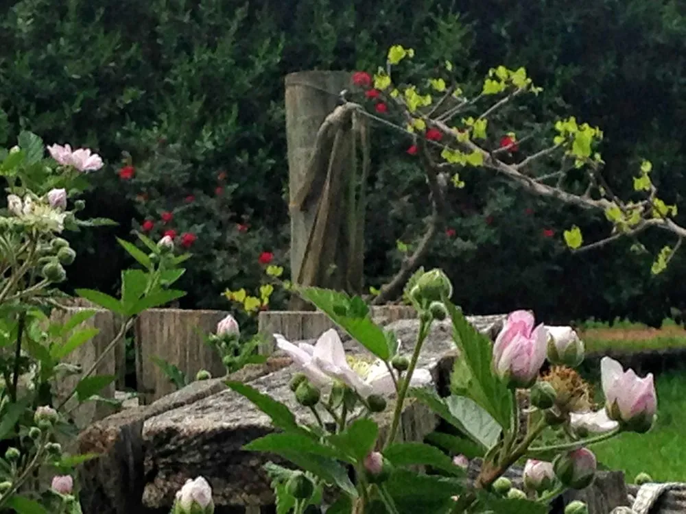 Expert yard cleanup service experts serving Stony Point, NC - The Dynamic Dragonfly,