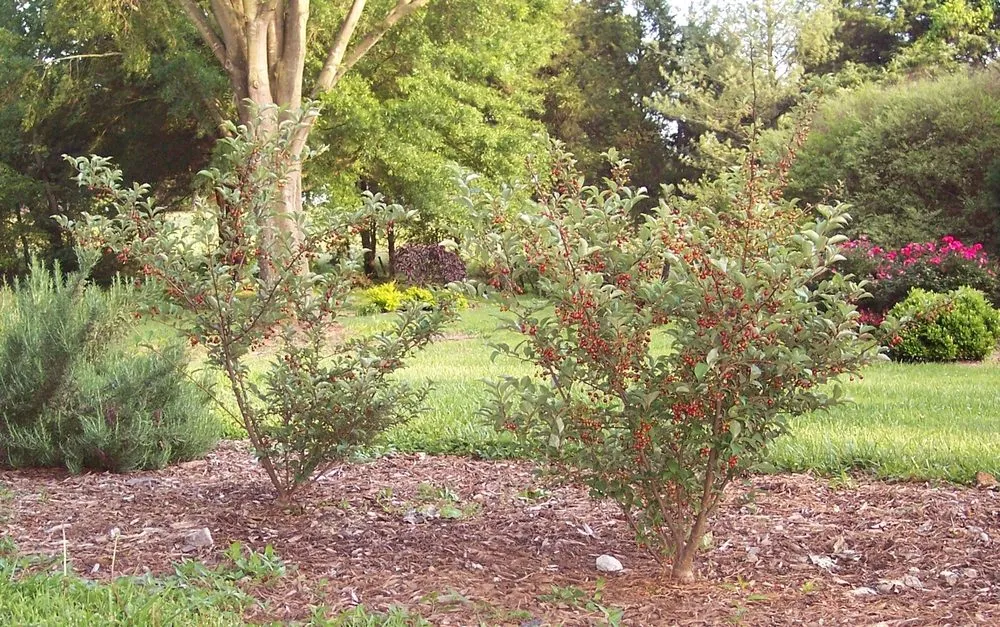 Affordable landscaping services near you in Stony Point, NC by The Dynamic Dragonfly,