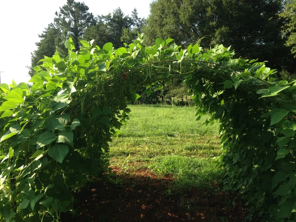 Top-rated garden landscaping with custom design in Stony Point, NC by The Dynamic Dragonfly,