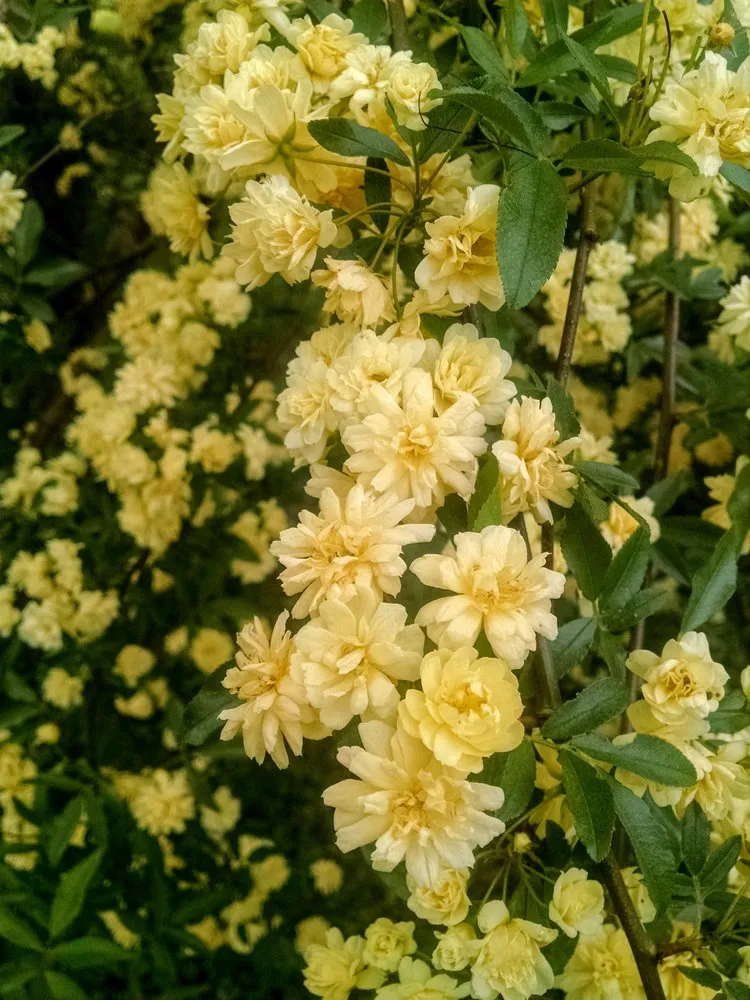 Custom outdoor landscaping for homes in Stony Point, NC by The Dynamic Dragonfly,