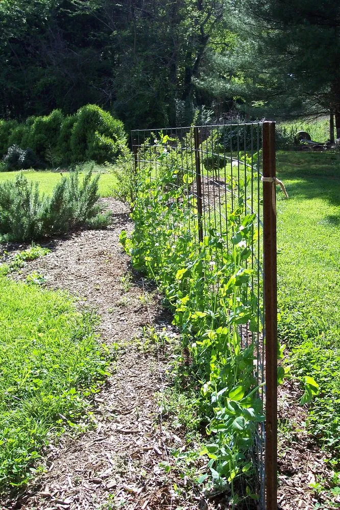 Affordable landscaping services in Stony Point, NC - The Dynamic Dragonfly,