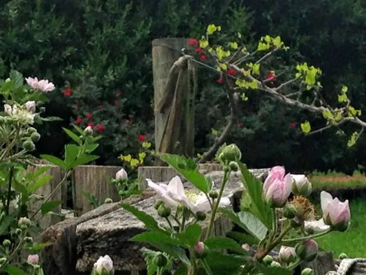 The Dynamic Dragonfly,