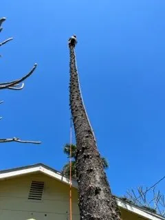 Professional residential landscaping with custom design in Bradenton, FL by The Eagles Tree Service