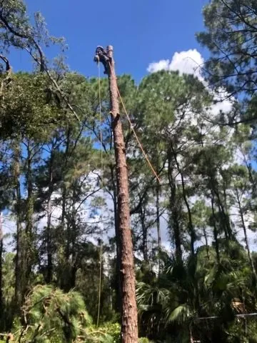 Top-rated landscape design for homes in Bradenton, FL by The Eagles Tree Service