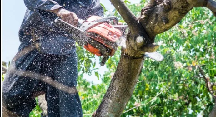 Local lawn care service in Bradenton, FL by The Eagles Tree Service