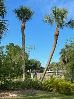 Trusted landscape installation experts serving Bradenton, FL - The Eagles Tree Service