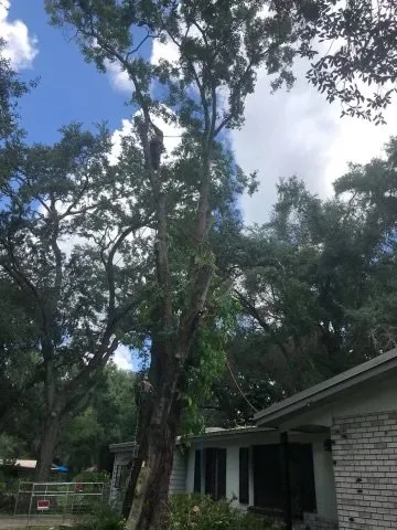 Reliable landscaping services for residential properties in Bradenton, FL by The Eagles Tree Service