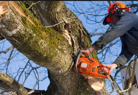 The Eagles Tree Service Logo