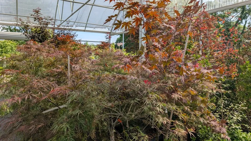 Expert landscape design near you across Madison, AL - The Enchanted Forest